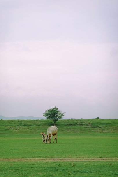阳光明媚的一天，一群水牛在绿色的草地上吃草图片下载