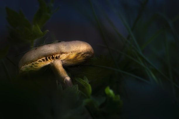 蘑菇光画图片下载