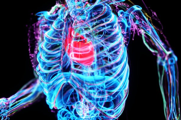 心血管系统，包括心脏图片下载