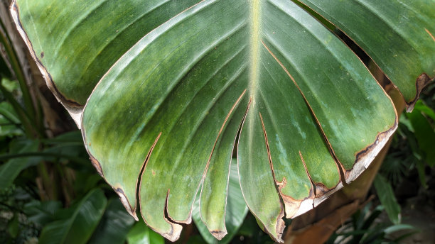 香蕉叶从微距照片的末尾开始变干图片下载