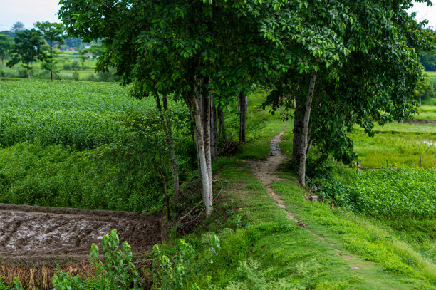 一条穿过孟加拉农村农田的乡村公路。景观风景。图片下载