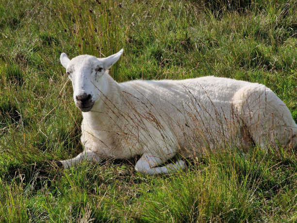 一只切维奥特羊正坐在草地上。图片下载