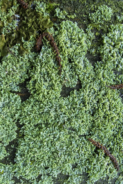 生长中的地衣图片下载