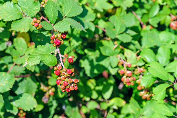 灌木上未成熟的黑莓图片下载