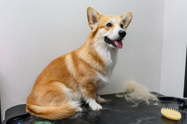 迷人的年轻柯基犬，梳着一簇狗毛。图片下载