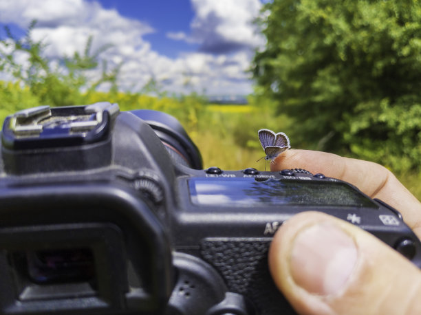 手里拿着相机，摄影师手上坐着一只蝴蝶。图片下载