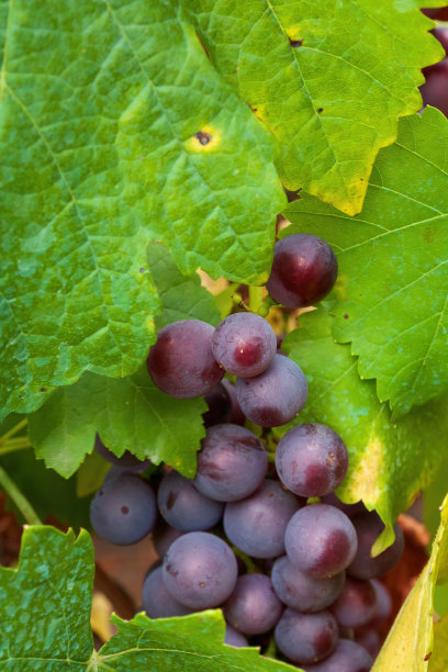 叶子间的紫葡萄。图片下载