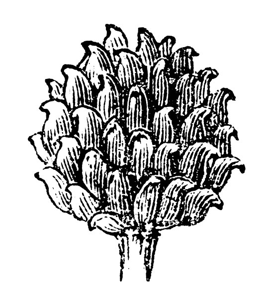 毛茛，草甸毛茛，高大毛茛，普通毛茛和巨型毛茛图片下载