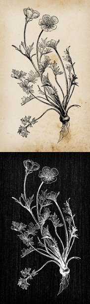 植物学植物古董雕刻插画:毛茛(Ranunculus bulbosus, St. Anthony's turnip，球根毛茛)图片下载