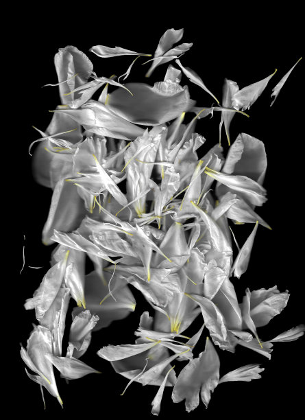 花扫描背景。扫描平牡丹花瓣。抽象的扭曲的鲜花。彩色明亮影印带扫描器噪音效果的广告、海报或明信片。图片下载