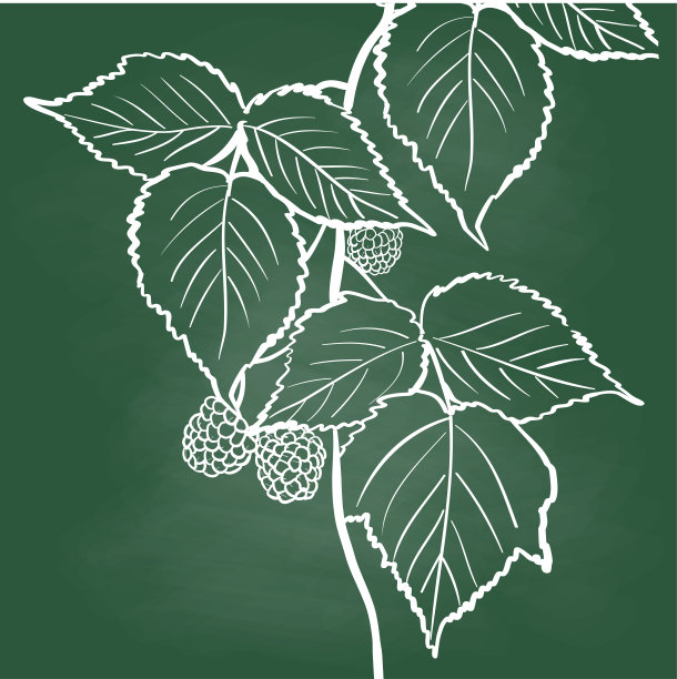 覆盆子植物黑板图片下载