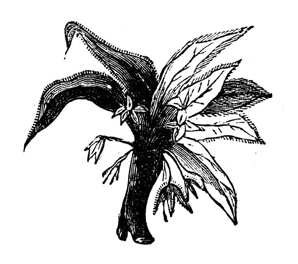 古董雕刻插图:曼德拉草图片下载