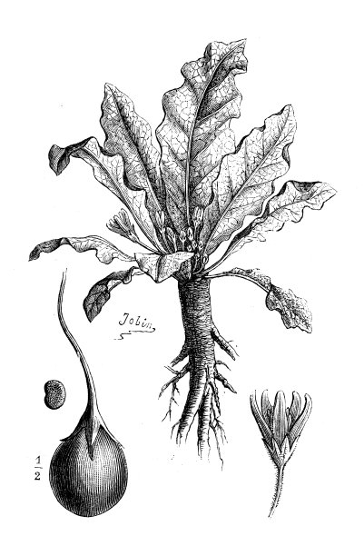 古植物学插图:曼德拉草图片下载