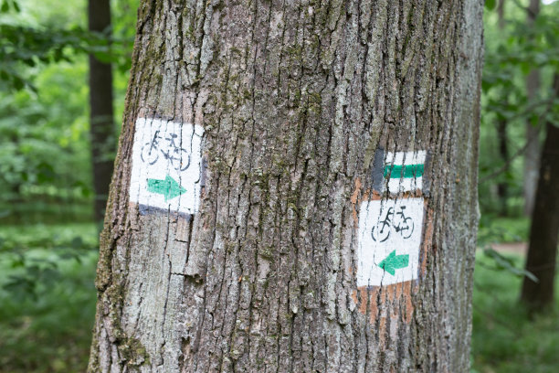 森林里的树上画着自行车道的标志图片下载