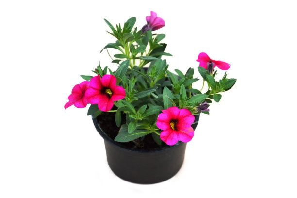 花属植物，白底孤立图片下载