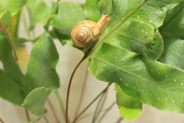 一只丝蜗牛，总是背着沉重的房子，在树叶之间行走。图片下载