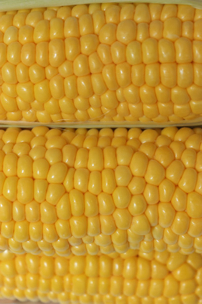 刚收获的黄色成熟甜玉米图片下载