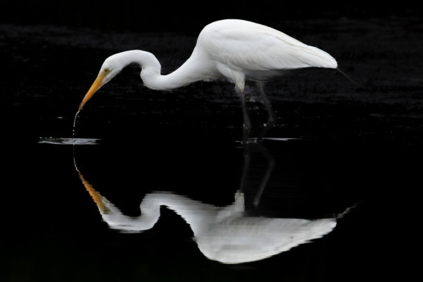 一只大白鹭在钓鱼，伴着它的倒影图片下载