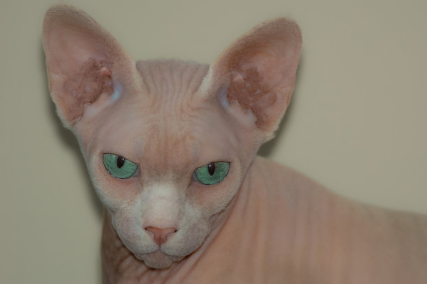 漂亮的斯芬克斯猫样本图片下载