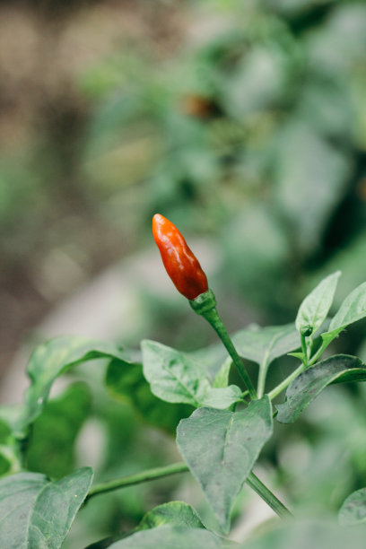结果辣椒植物图片下载