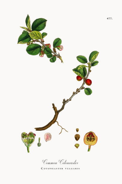 德国小蠊，常见的浣熊，德国小蠊，维多利亚植物学插图，1863年图片下载