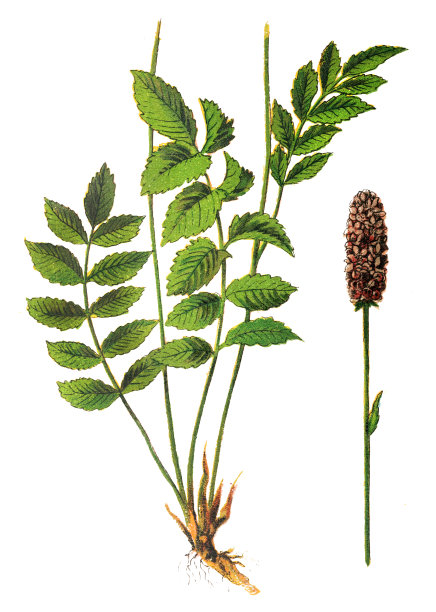 榆木，地榆图片下载