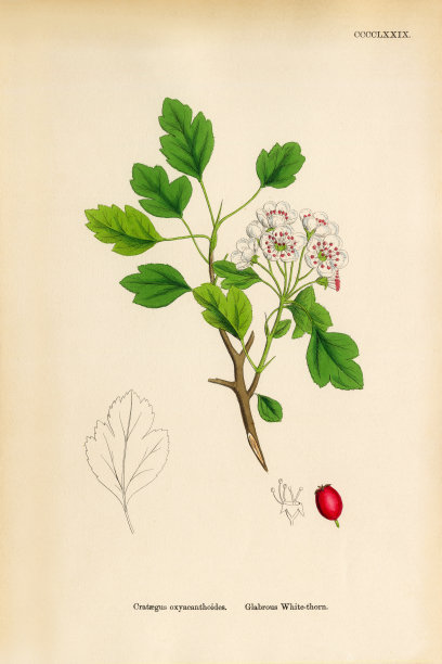 无毛白刺，山楂，维多利亚植物学插图，1863年图片下载