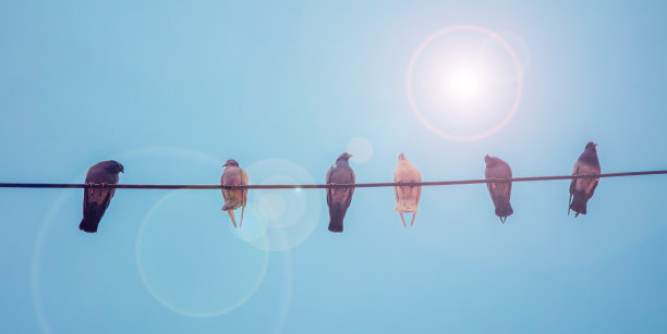 蓝天上电线上的一群鸽子图片下载