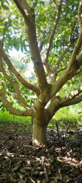 阳光明媚的日子里，牛油果树干上覆盖着一层树叶。图片下载