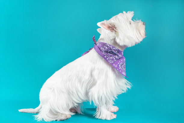 可爱的小狗宠物工作室照片与时尚的衣服肖像与一个漂亮的狗的表情图片下载