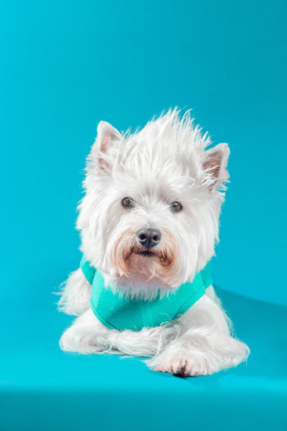 可爱的小狗宠物工作室照片与时尚的衣服肖像与一个漂亮的狗的表情图片下载