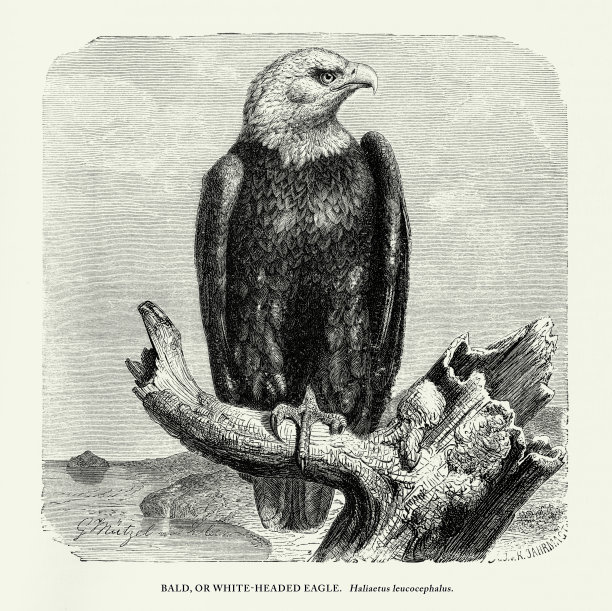 美国古董雕刻，《秃鹰、鸟:自然历史》，1885年图片下载