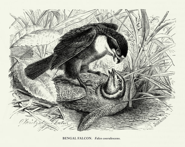 美国古董雕刻，孟加拉隼，鸟:自然历史，1885年图片下载