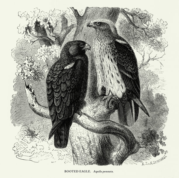 美国古董雕刻，靴子雕，鸟:自然历史，1885图片下载