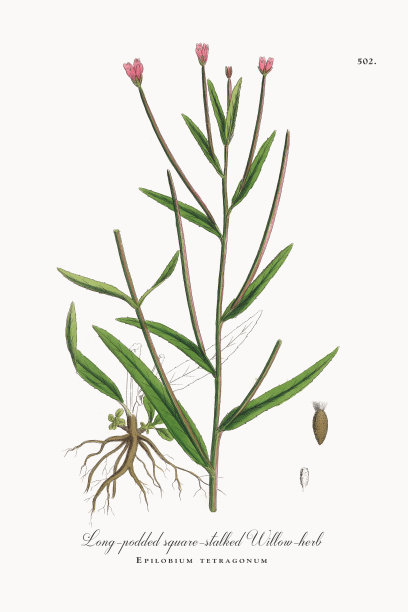 长荚果方茎柳兰，四角莲，维多利亚植物学插图，1863年图片下载