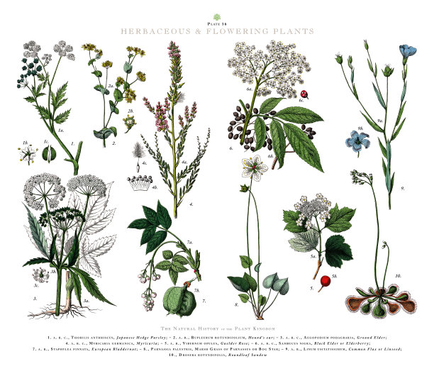 古董雕刻，草本植物和开花植物，植物王国，维多利亚植物插图，大约1853年图片下载