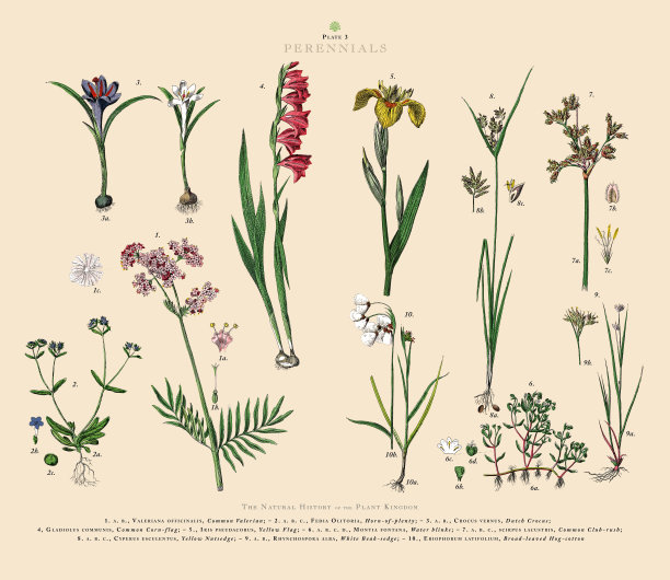 多年生植物，植物王国，维多利亚植物插图，大约1853年图片下载