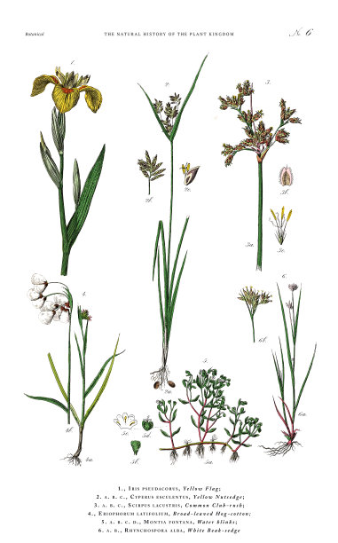 古董植物雕刻，植物王国的历史，维多利亚植物插图，板6，大约1853年图片下载