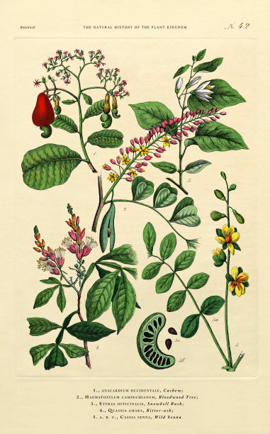 植物王国的历史，维多利亚植物插图，42版，大约1853年图片下载