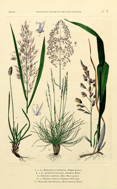 植物王国的历史，维多利亚植物插图，第8版，大约1853年图片下载