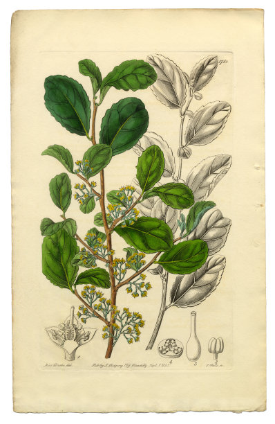 古董雕刻，Polyandria Monogynia维多利亚植物插图，Azara，齿Azara, 1835年图片下载