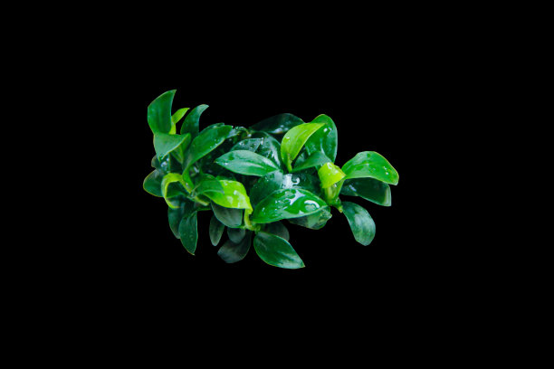 穿山甲小叶水生植物，孤立在黑色背景与剪影路径图片下载