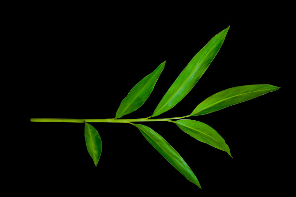 姜花，绿色的叶子和树枝具有药用价值，在黑色背景上用剪影路径隔离图片下载
