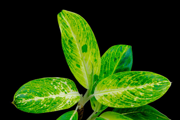 黄色和绿色的叶子在黑色的背景上与剪辑路径分离图片下载