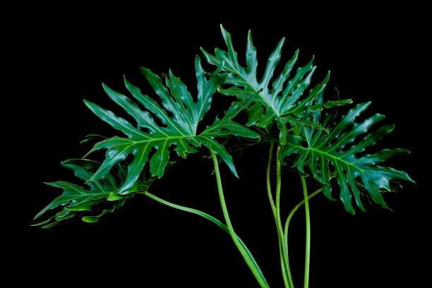 绿萝或裂叶喜林芋的热带树叶植物，隔离在黑色背景上，包括裁剪路径图片下载