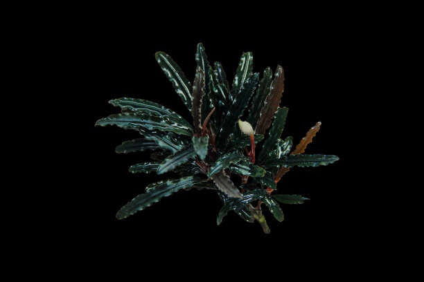 红色外来小型水族植物，孤立在黑色背景与剪辑路径图片下载