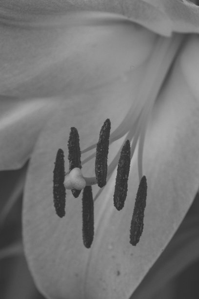 白色的百合。黑白电影图片下载