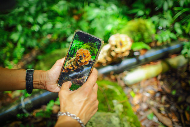 一名亚洲妇女拿着手机拍摄从树干上长出的蘑菇图片下载