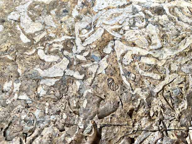 化石博物馆图片下载