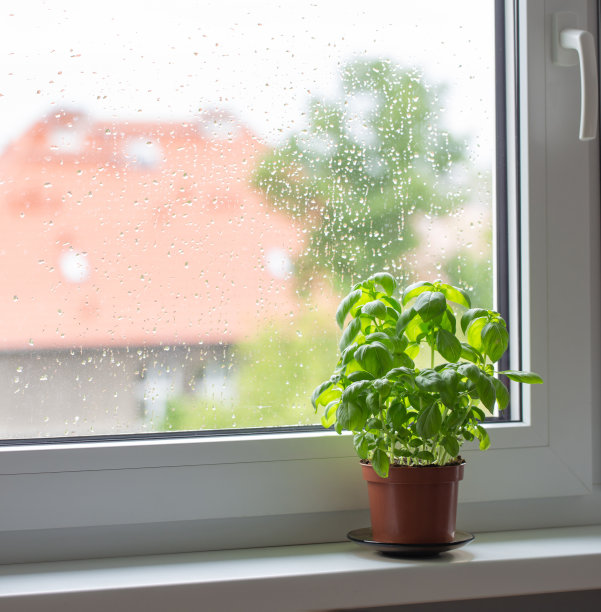 窗台上花盆里的罗勒植物图片下载